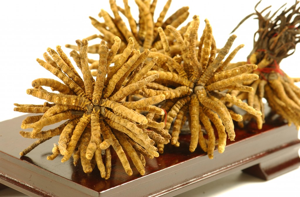 *正宗西藏那曲冬虫夏草(扎花)